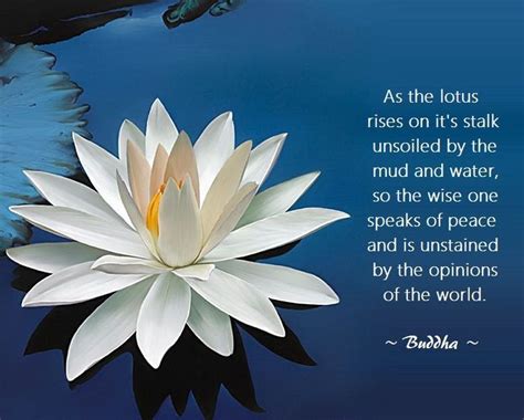 Lotus Flower Meaning Quotes