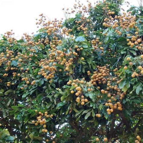 How To Grow African Star Apple From Seeds: A Complete Guide - Justagric