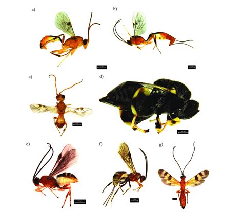 Parasitoids of Leucinodes orbonalis, a) Male Trathala flavoorbitalis;... | Download Scientific ...