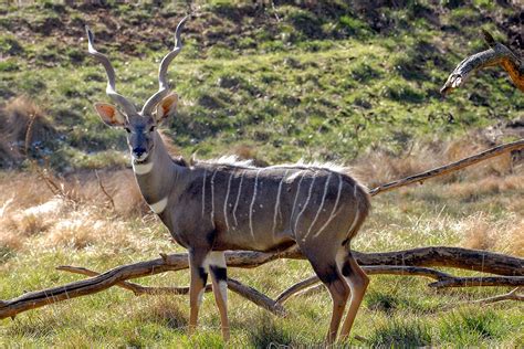 Büyük kudu (Tragelaphus strepsiceros) - Evrim Ağacı