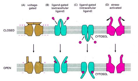 Ligand Gated Ion Channels