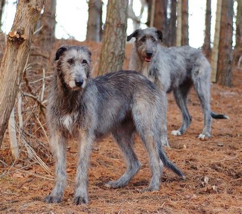 irish wolfhound great dane mix | mix pups white age wolfhound great dane wolfhound is a guy with ...