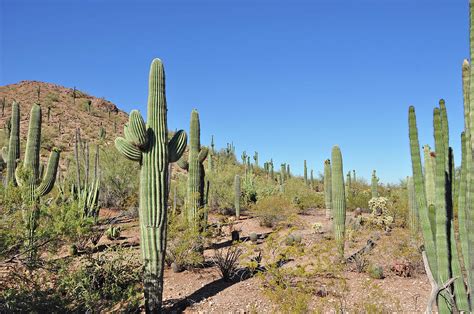 Arizona desert landscape Photograph by Ingrid Perlstrom - Fine Art America