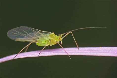 3 Sneaky Ways Aphids Get On Your Indoor Plants – Your Indoor Herbs