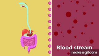 Small intestine and food absorption | Physiology | Biology | FuseSchool on Make a GIF