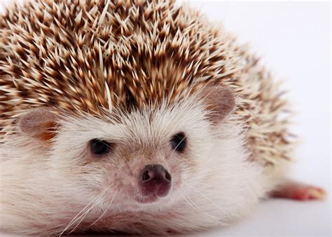 40 Adorable Hedgehog Pictures | Reader's Digest