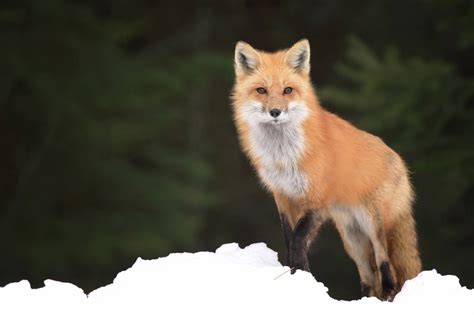 Fox habitat, species & facts, what are the interesting facts about foxes?