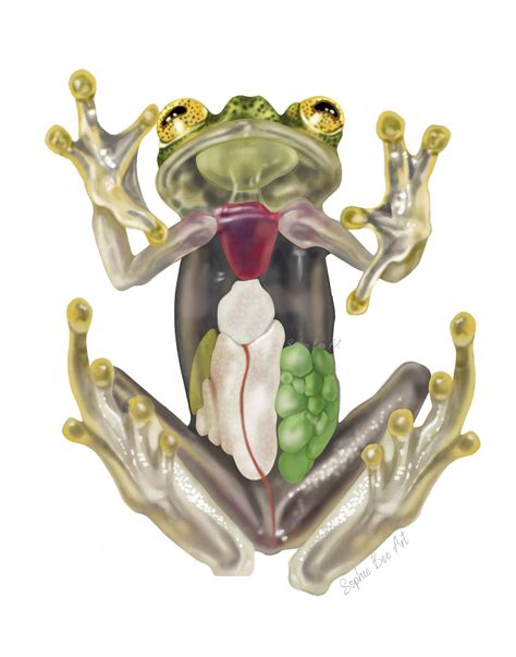 Glass Frog Illustration Frog Anatomy Art Tropical Decor | Etsy | Frog ...