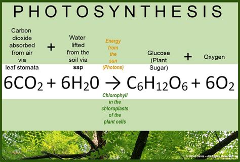 Photosynthesis Equation