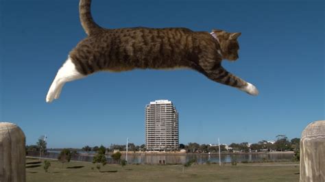 PURRKOUR - Didga the parkour Cat - YouTube