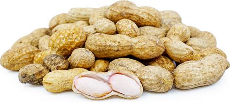 Fresh Green Peanuts Information and Facts