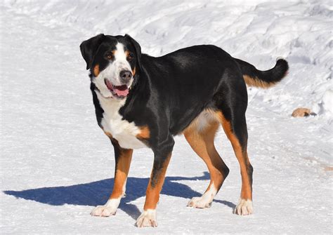 Pin by Daniel Knutson on Dog Breeds | Greater swiss mountain dog, Dog breeds, Dogs