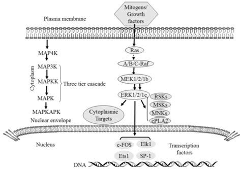 ERK/MAPK signalling pathway and tumorigenesis (Review)