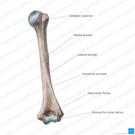 Humerus: Anatomy and clinical notes | Kenhub