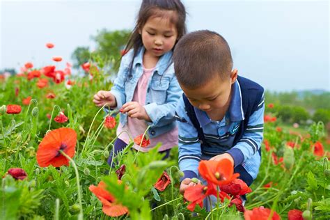 "Two Lovely Asian Kids Picking Flowers In The Spring Field" by Stocksy ...