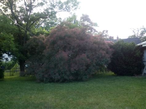 Smoke Bush Pruning