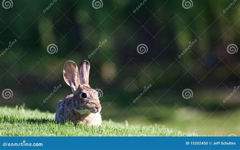 Baby Jack Rabbit Stock Photo - Image: 15202450