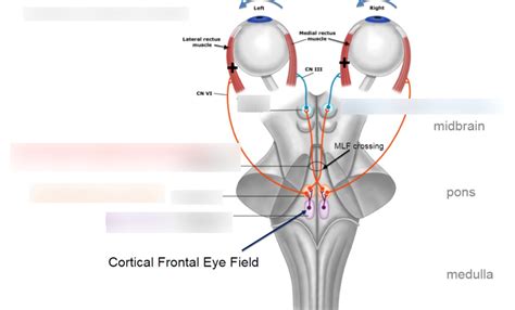 Diagram of Conjugate Eye Movements | Quizlet