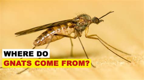 Where Do Gnats Come From? - YouTube