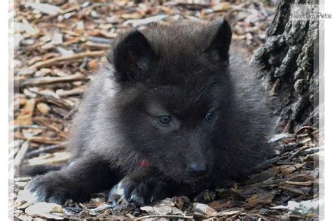 Black Wolf Dog Hybrid Puppies