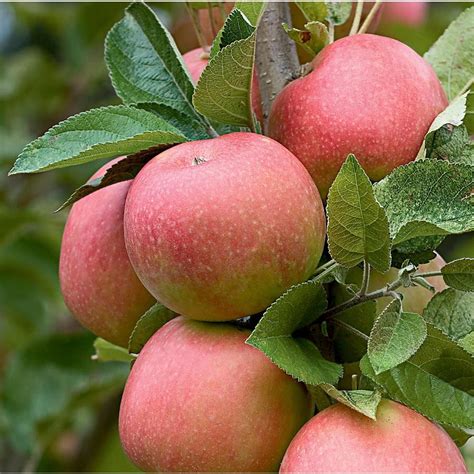 3.25-Gallon Pink Lady Apple Tree (L26007) at Lowes.com