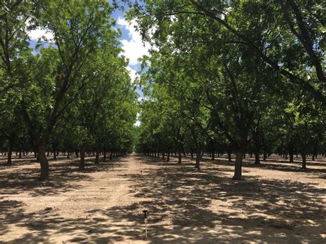 Irrigated Pecan Orchard Lubbock County Tx