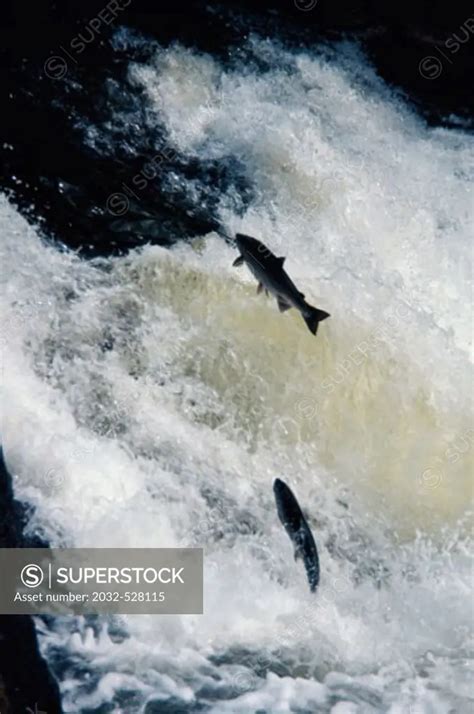 Salmon swimming upstream - SuperStock