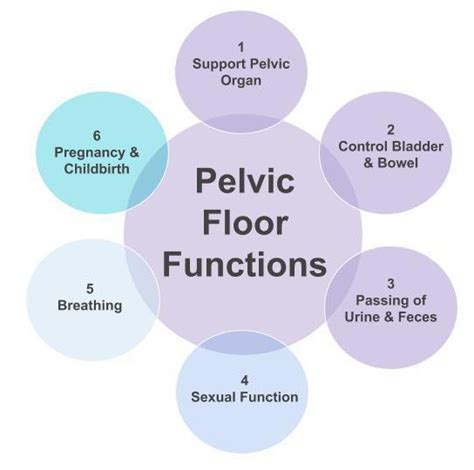 What Are 3 Important Functions Of The Pelvic Floor | Viewfloor.co