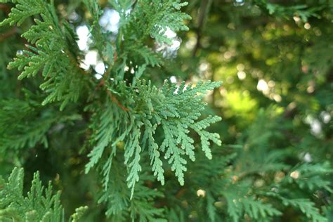 Gardening 101: Arborvitae Kitchen Garden, Garden Room, Australian Tree Fern, Poured Concrete ...