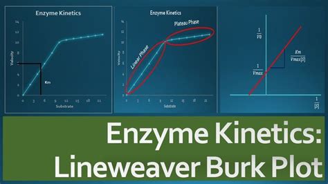 Enzyme Kinetics : Lineweaver Burk Plot Explained | Enzyme kinetics, Enzymes, Plots