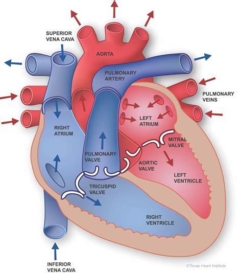 Salud cardiovascular: Anatomía del corazón | The Texas Heart Institute®