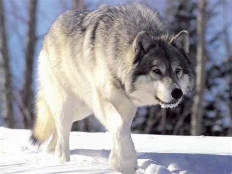 Arctic Wolf - Pets