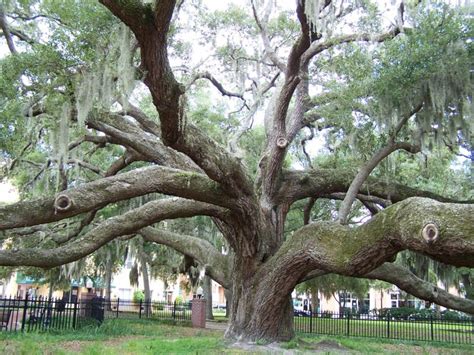 Safety Harbor Florida's 500 Year Old Live Oak Tree