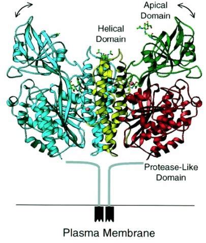 Transferrin receptor. The monomeric structure of TfR is composed of a... | Download Scientific ...