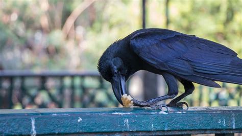 What to Feed Crows? Interesting! – animalfoodplanet