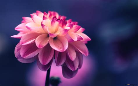 Pink Dahlia 4K wallpaper download