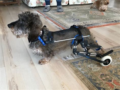 Animal wheelchairs - Cabiomede