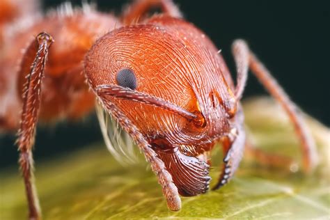 THE ANIMAL for JUST: The red harvester ant is one of the few species