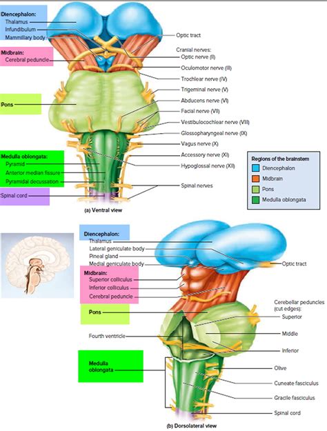 Human Brain Anatomy and Function - Cerebrum, Brainstem