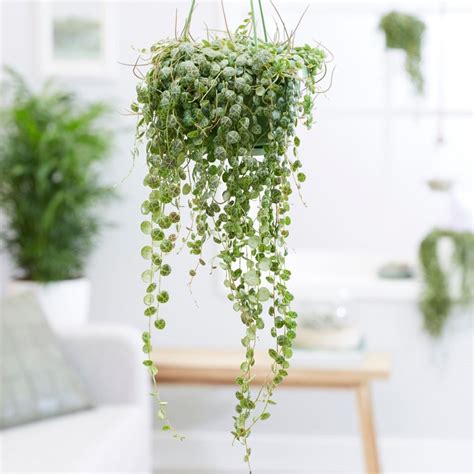 5 Best Indoor Hanging Plants that Require Low light + Care Guide