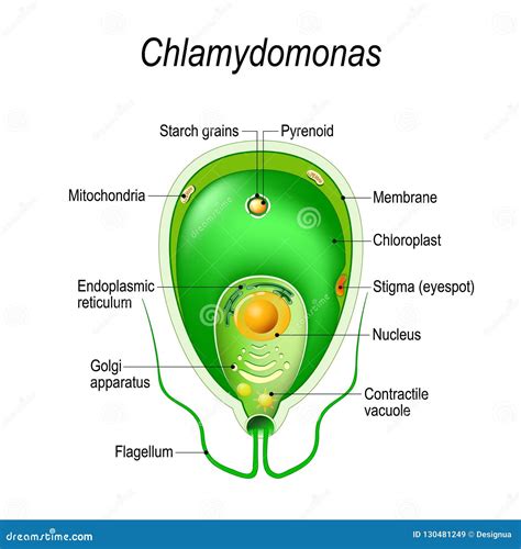 Cross Section of a Chlamydomonas. Structure of the Algae Cell Stock ...