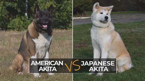 What Is The Difference Between An Akita And An American Akita