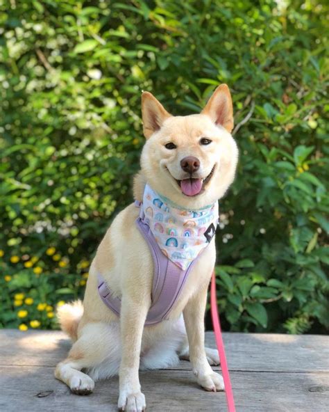 Cream Shiba Inu: The Rarest Shiba Color You'll Adore