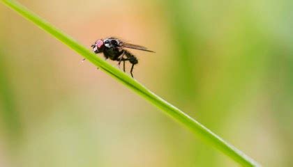 Shoo Fly - How To Deal With Pesky Flies