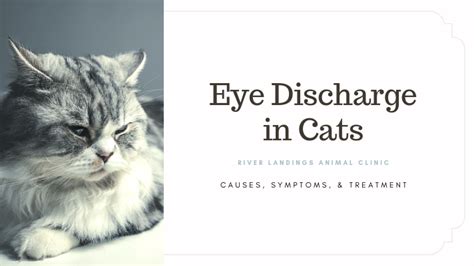 Eye Discharge in Cats: Causes, Symptoms, and Treatment — River Landings ...