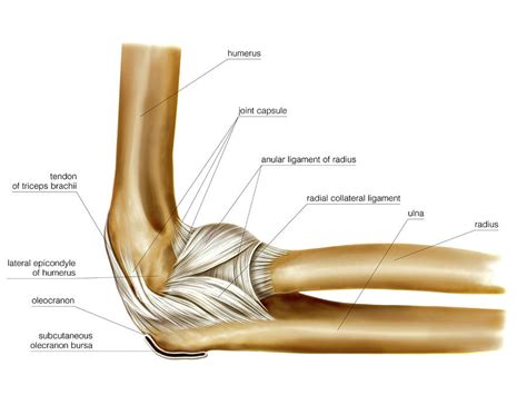 Elbow Joint Diagram