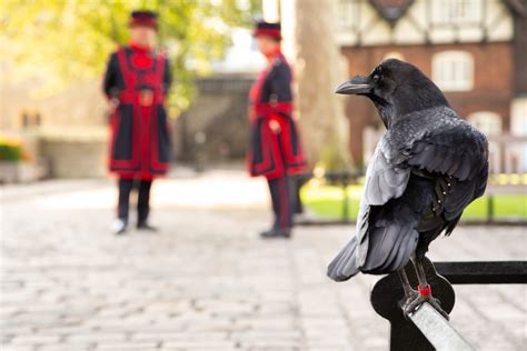 The Ravens at the Tower of London, England