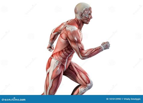 Running Man - Anatomy Royalty-Free Cartoon | CartoonDealer.com #31634411