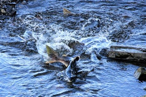 Salmon Spawning | Smithsonian Photo Contest | Smithsonian Magazine