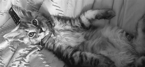 Learn About Maine Coon Cats - Traits, Care, and History